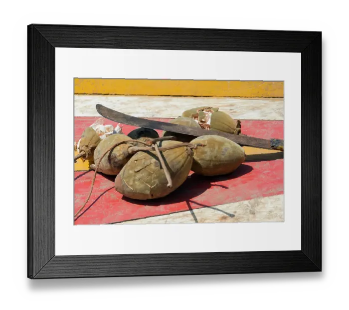 Framed Print : Fruit of the Baobab (Adansonia sp.) harvested from tree. The pulp and seeds can be used as thickeners for jams, soups and sauces. The roasted seeds are often consumed as a snack Framed Print : Fruit of the Baobab (Adansonia sp.) harvested from tree. The pulp and seeds can be used as thickeners for jams, soups and sauces. The roasted seeds are often consumed as a snack