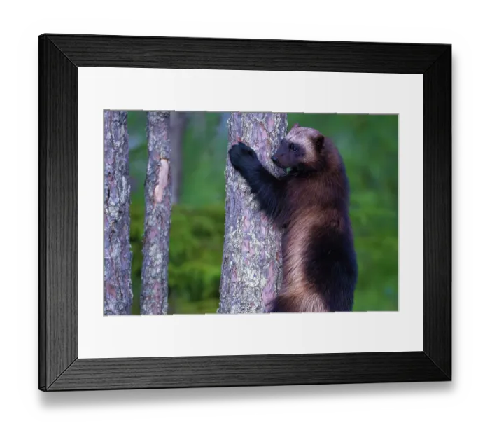 Framed Print : Wolverine (Gulo gulo) climbing up tree trunk, Karbole, Halsingland, Sweden. June Framed Print : Wolverine (Gulo gulo) climbing up tree trunk, Karbole, Halsingland, Sweden. June
