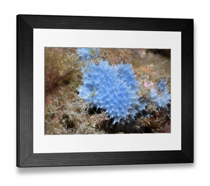 Framed Print : Goosebump sponge (Dysidea fragilis) on a rock, Tenerife, Canary Islands, Atlantic Ocean