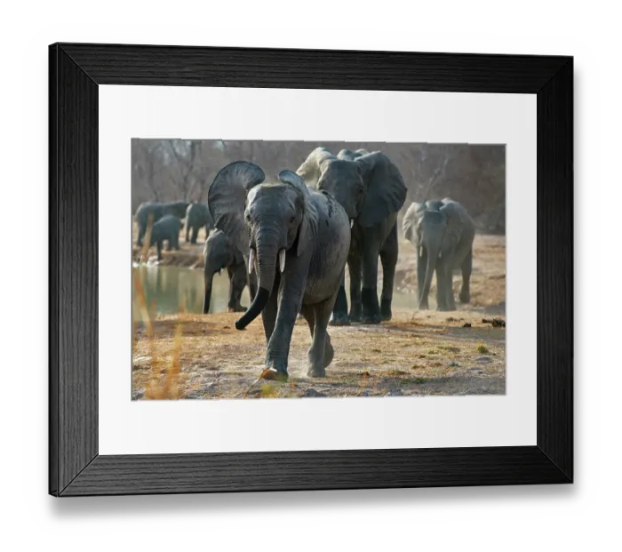 Framed Print : African elephants (Loxodonta africana) herd walking past waterhole, Pendjari National Park, Benin. Endangered Framed Print : African elephants (Loxodonta africana) herd walking past waterhole, Pendjari National Park, Benin. Endangered