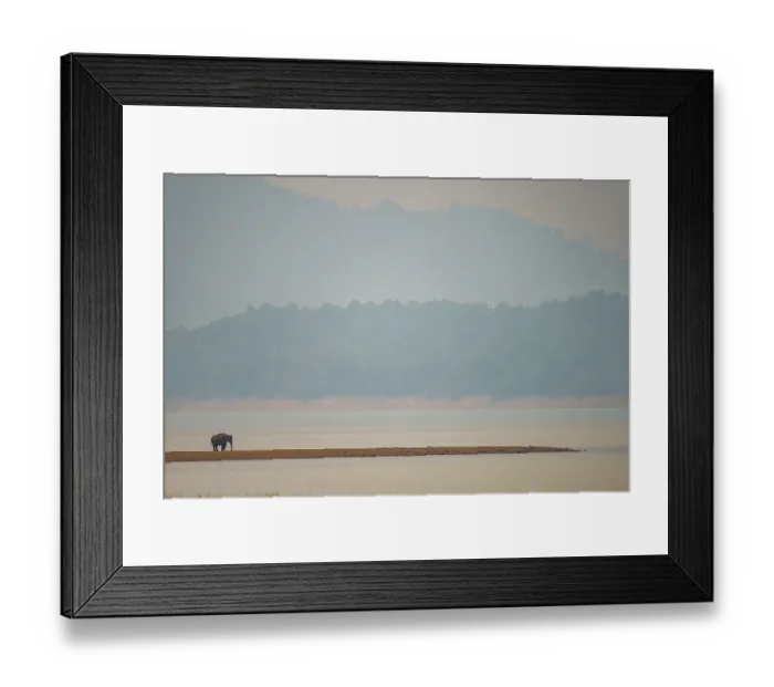 Framed Print : RF - Asian elephant (Elephas maximus) standing at water's edge in hazy light, Jim Corbett National Park, Uttarakhand, India. Endangered Framed Print : RF - Asian elephant (Elephas maximus) standing at water's edge in hazy light, Jim Corbett National Park, Uttarakhand, India. Endangered