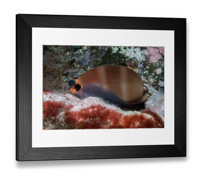 Framed Print : Sea snail (Luria lurida) portrait, Tenerife, Canary Islands, Atlantic Ocean Framed Print : Sea snail (Luria lurida) portrait, Tenerife, Canary Islands, Atlantic Ocean