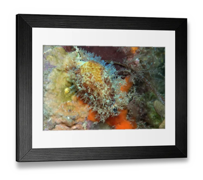 Framed Print : Dirty cowry (Erosaria spurca) camouflaged by spreading a mantle with highly branched protuberances over its shell, Tenerife, Canary Islands, Atlantic Ocean