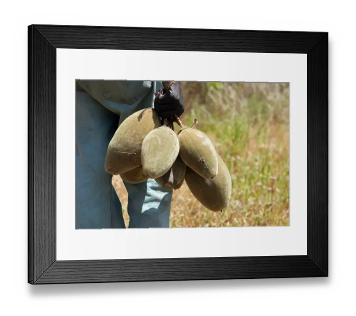 Framed Print : Fruit of the Baobab (Adansonia sp.) harvested from tree. The pulp and seeds can be used as thickeners for jams, soups and sauces. The roasted seeds are often consumed as a snack