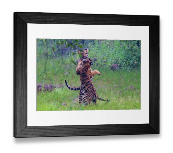 Framed Print : Two Bengal tiger (Panthera tigris tigris) juveniles playing, Tadoba Andhari Tiger Reserve, Tadoba National Park, Maharashtra, India. Endangered Framed Print : Two Bengal tiger (Panthera tigris tigris) juveniles playing, Tadoba Andhari Tiger Reserve, Tadoba National Park, Maharashtra, India. Endangered