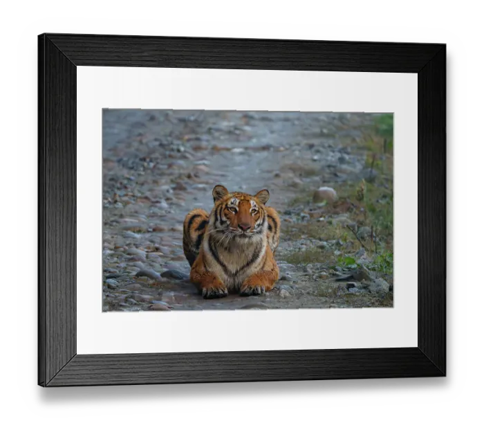 Framed Print : Bengal tiger (Panthera tigris tigris) resting on forest track, Jim Corbett National Park, Uttarakhand, India. Endangered Framed Print : Bengal tiger (Panthera tigris tigris) resting on forest track, Jim Corbett National Park, Uttarakhand, India. Endangered
