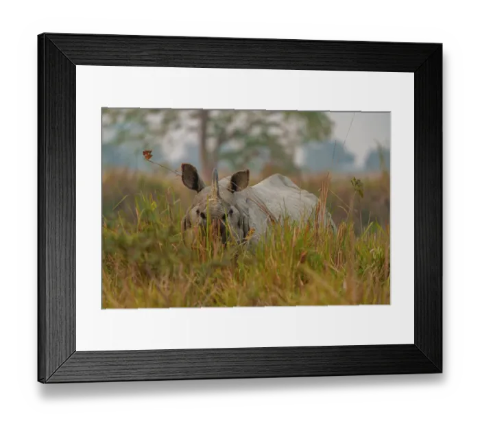 Framed Print : RF - Indian rhinoceros (Rhinoceros unicornis) standing in long grass, Jim Corbett National Park, Uttarakhand, India Framed Print : RF - Indian rhinoceros (Rhinoceros unicornis) standing in long grass, Jim Corbett National Park, Uttarakhand, India