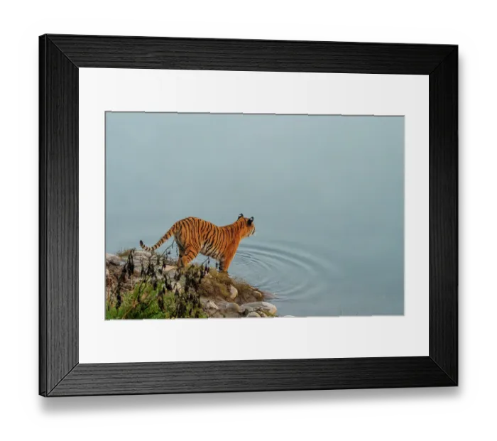Framed Print : RF - Bengal tiger (Panthera tigris tigris) standing at edge of river, Jim Corbett National Park, Uttarakhand, India. Endangered Framed Print : RF - Bengal tiger (Panthera tigris tigris) standing at edge of river, Jim Corbett National Park, Uttarakhand, India. Endangered
