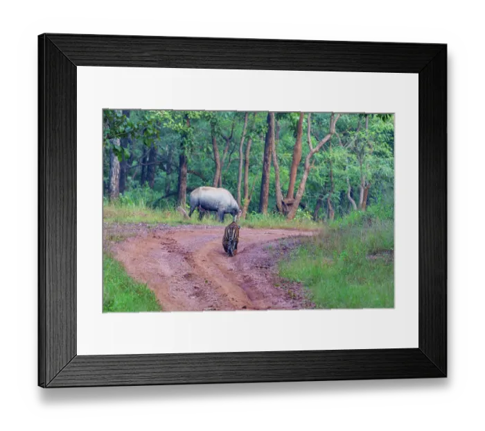 Framed Print : Bengal tiger (Panthera tigris tigris) stalking a Nilgai (Boselaphus tragocamelus), Tadoba Andhari Tiger Reserve, Tadoba National Park, Maharashtra, India. Endangered Framed Print : Bengal tiger (Panthera tigris tigris) stalking a Nilgai (Boselaphus tragocamelus), Tadoba Andhari Tiger Reserve, Tadoba National Park, Maharashtra, India. Endangered