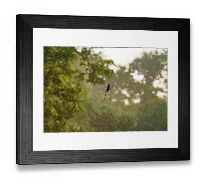 Framed Print : RF - Spider in the middle of web in forest in evening light, Tadoba Andhari Tiger Reserve, Tadoba National Park, Maharashtra, India Framed Print : RF - Spider in the middle of web in forest in evening light, Tadoba Andhari Tiger Reserve, Tadoba National Park, Maharashtra, India