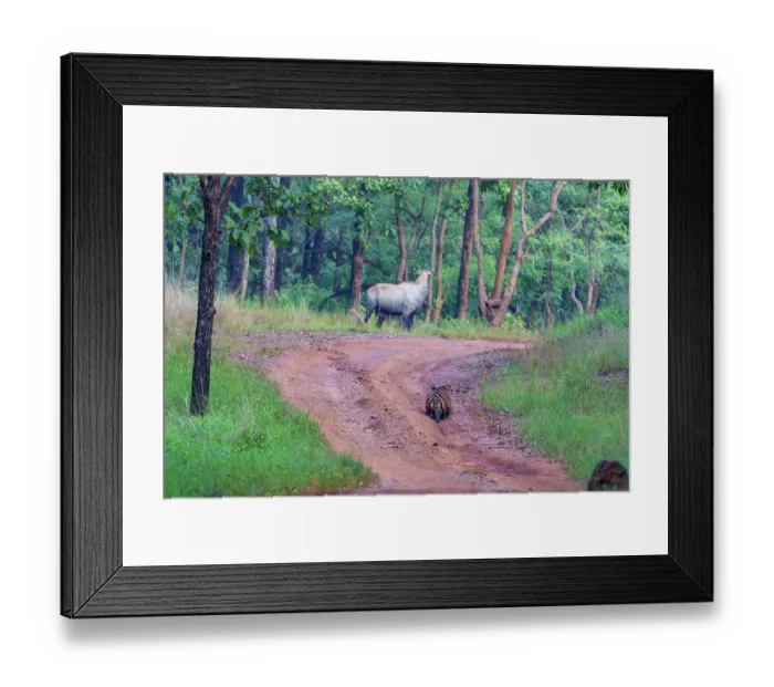 Framed Print : Bengal tiger (Panthera tigris tigris) stalking a Nilgai (Boselaphus tragocamelus), Tadoba Andhari Tiger Reserve, Tadoba National Park, Maharashtra, India. Endangered Framed Print : Bengal tiger (Panthera tigris tigris) stalking a Nilgai (Boselaphus tragocamelus), Tadoba Andhari Tiger Reserve, Tadoba National Park, Maharashtra, India. Endangered