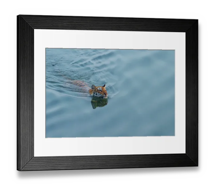 Framed Print : Bengal tiger (Panthera tigris tigris) crossing a river, Jim Corbett National Park, Uttarakhand, India. Endangered Framed Print : Bengal tiger (Panthera tigris tigris) crossing a river, Jim Corbett National Park, Uttarakhand, India. Endangered
