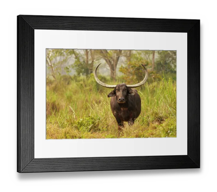 Framed Print : RF - Asiatic buffalo (Bubalus arnee) portrait, Jim Corbett National Park, Uttarakhand, India. (This image may be licensed either as rights managed or royalty free.) Framed Print : RF - Asiatic buffalo (Bubalus arnee) portrait, Jim Corbett National Park, Uttarakhand, India. (This image may be licensed either as rights managed or royalty free.)