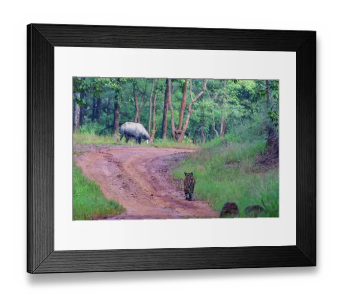 Framed Print : Bengal tiger (Panthera tigris tigris) stalking a Nilgai (Boselaphus tragocamelus), Tadoba Andhari Tiger Reserve, Tadoba National Park, Maharashtra, India. Endangered Framed Print : Bengal tiger (Panthera tigris tigris) stalking a Nilgai (Boselaphus tragocamelus), Tadoba Andhari Tiger Reserve, Tadoba National Park, Maharashtra, India. Endangered