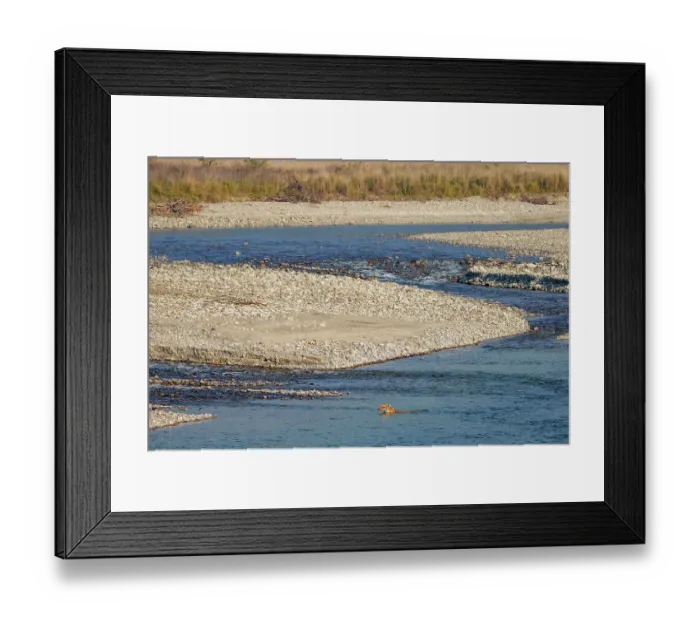 Framed Print : Bengal tiger (Panthera tigris tigris) crossing a river, Jim Corbett National Park, Uttarakhand, India. Endangered Framed Print : Bengal tiger (Panthera tigris tigris) crossing a river, Jim Corbett National Park, Uttarakhand, India. Endangered