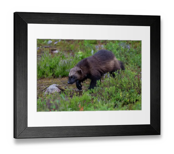 Framed Print : Wolverine (Gulo gulo) walking through forest clearing, Karbole, Halsingland, Sweden. July