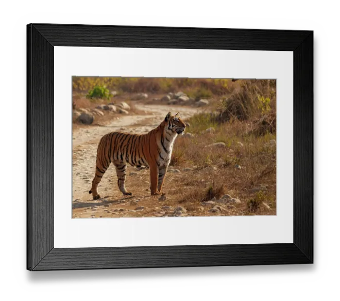 Framed Print : Bengal tiger (Panthera tigris tigris) standing on dirt track, Jim Corbett National Park, Uttarakhand, India. Endangered Framed Print : Bengal tiger (Panthera tigris tigris) standing on dirt track, Jim Corbett National Park, Uttarakhand, India. Endangered