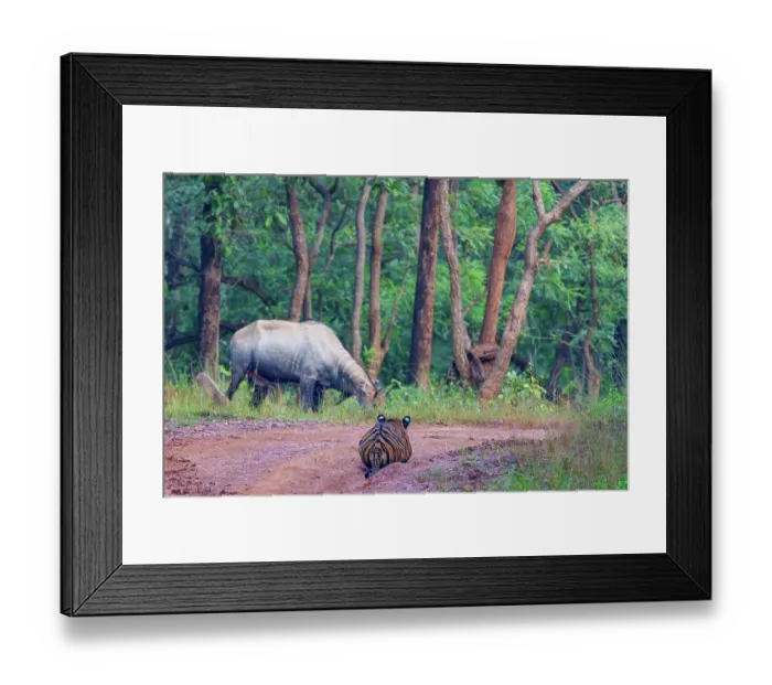 Framed Print : Bengal tiger (Panthera tigris tigris) stalking a Nilgai (Boselaphus tragocamelus), Tadoba Andhari Tiger Reserve, Tadoba National Park, Maharashtra, India. Endangered Framed Print : Bengal tiger (Panthera tigris tigris) stalking a Nilgai (Boselaphus tragocamelus), Tadoba Andhari Tiger Reserve, Tadoba National Park, Maharashtra, India. Endangered