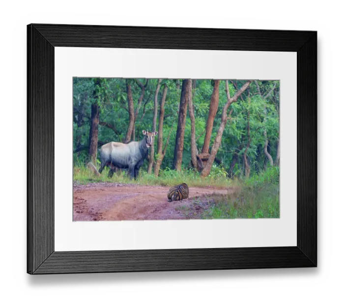 Framed Print : Bengal tiger (Panthera tigris tigris) stalking a Nilgai (Boselaphus tragocamelus), Tadoba Andhari Tiger Reserve, Tadoba National Park, Maharashtra, India. Endangered Framed Print : Bengal tiger (Panthera tigris tigris) stalking a Nilgai (Boselaphus tragocamelus), Tadoba Andhari Tiger Reserve, Tadoba National Park, Maharashtra, India. Endangered