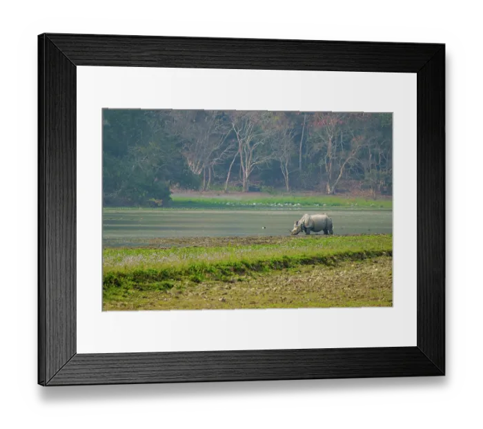 Framed Print : Indian rhinoceros (Rhinoceros unicornis) drinking in river, Jim Corbett National Park, Uttarakhand, India Framed Print : Indian rhinoceros (Rhinoceros unicornis) drinking in river, Jim Corbett National Park, Uttarakhand, India