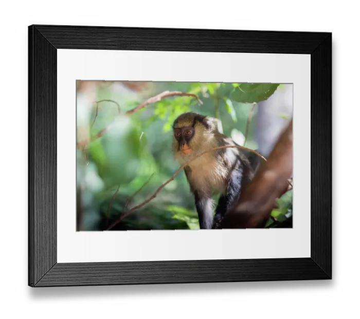 Framed Print : Campbell's monkey (Cercopithecus campbelli) sitting in tree, Gbeupleu sacred forest, Ivory Coast Framed Print : Campbell's monkey (Cercopithecus campbelli) sitting in tree, Gbeupleu sacred forest, Ivory Coast