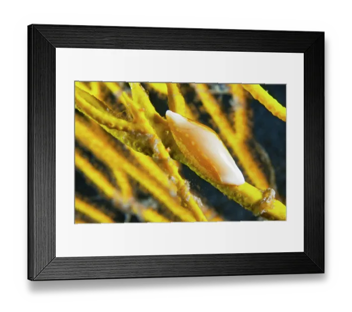 Framed Print : False cowry (Neosimnia spelta) camouflaged among yellow gorgonians from which it acquires its colour, Tenerife, Canary Islands, Atlantic Ocean Framed Print : False cowry (Neosimnia spelta) camouflaged among yellow gorgonians from which it acquires its colour, Tenerife, Canary Islands, Atlantic Ocean