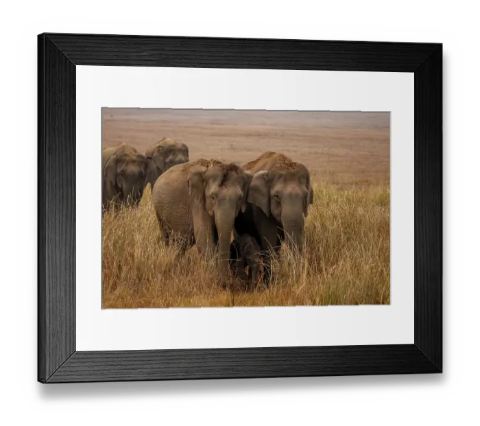 Framed Print : Asian elephants (Elephas maximus) herd walking across the plain, Jim Corbett National Park, Uttarakhand, India. Endangered Framed Print : Asian elephants (Elephas maximus) herd walking across the plain, Jim Corbett National Park, Uttarakhand, India. Endangered
