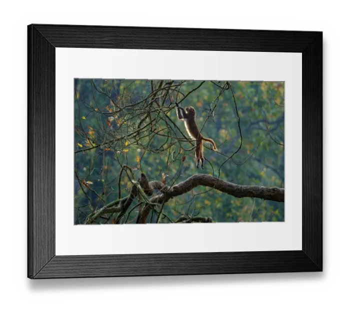 Framed Print : Rhesus macaque (Macaca mulatta) leaping from a branch in the forest, Bardiya National Park, Terai region, Nepal Framed Print : Rhesus macaque (Macaca mulatta) leaping from a branch in the forest, Bardiya National Park, Terai region, Nepal