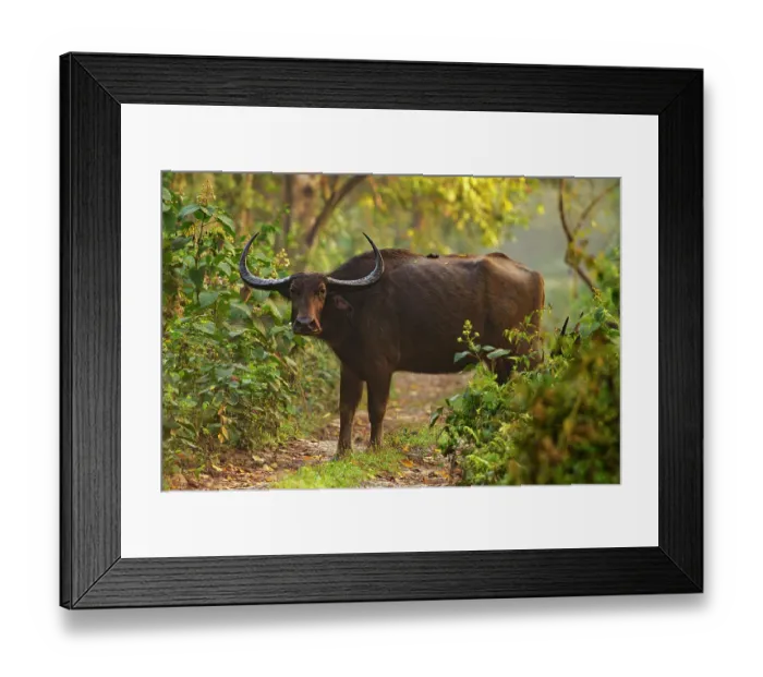 Framed Print : Asiatic buffalo (Bubalus arnee) standing on forest path, Jim Corbett National Park, Uttarakhand, India