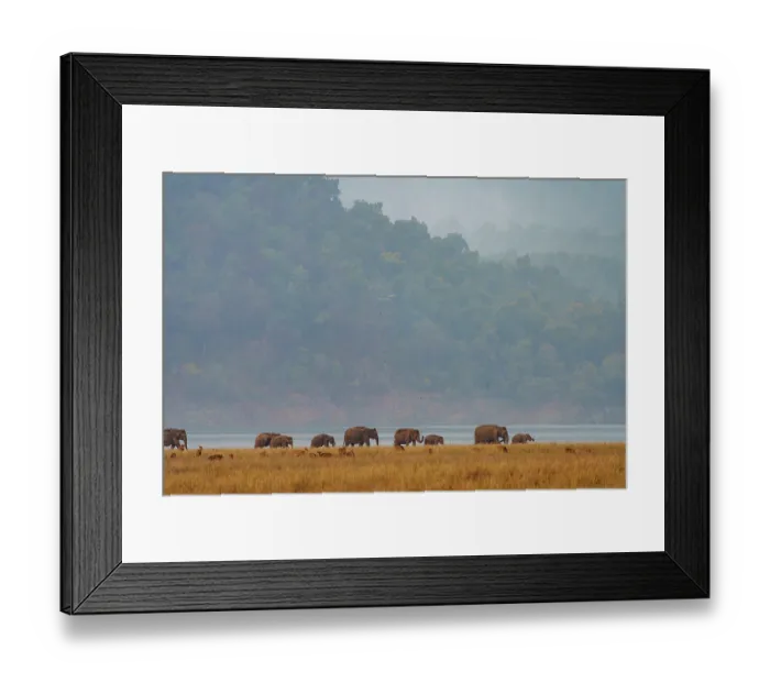 Framed Print : Asian elephants (Elephas maximus) herd walking across the plain, Jim Corbett National Park, Uttarakhand, India. Endangered Framed Print : Asian elephants (Elephas maximus) herd walking across the plain, Jim Corbett National Park, Uttarakhand, India. Endangered
