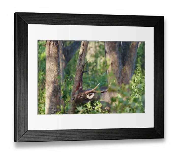 Framed Print : Sambar (Rusa unicolor) male, rubbing its antlers against a tree, marking its territory, Jim Corbett National Park, Uttarakhand, India Framed Print : Sambar (Rusa unicolor) male, rubbing its antlers against a tree, marking its territory, Jim Corbett National Park, Uttarakhand, India