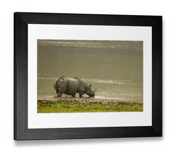 Framed Print : Indian rhinoceros (Rhinoceros unicornis) drinking in river, Jim Corbett National Park, Uttarakhand, India Framed Print : Indian rhinoceros (Rhinoceros unicornis) drinking in river, Jim Corbett National Park, Uttarakhand, India
