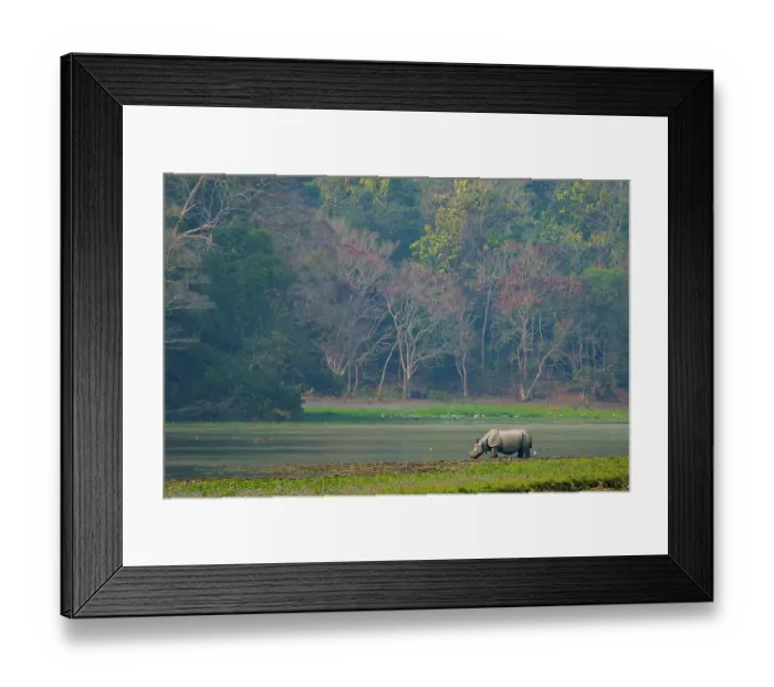 Framed Print : Indian rhinoceros (Rhinoceros unicornis) drinking in river, Jim Corbett National Park, Uttarakhand, India Framed Print : Indian rhinoceros (Rhinoceros unicornis) drinking in river, Jim Corbett National Park, Uttarakhand, India