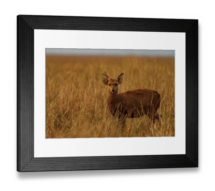 Framed Print : Hog deer (Hyelaphus porcinus) standing in long grass, Kaziranga National Park, Assam, India Framed Print : Hog deer (Hyelaphus porcinus) standing in long grass, Kaziranga National Park, Assam, India