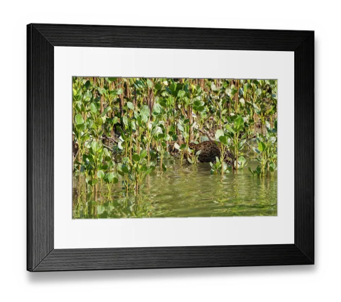 Framed Print : Fishing cat (Prionailurus viverrinus) hunting among the mangroves, Sunderbans, Bay of Bengal, India Framed Print : Fishing cat (Prionailurus viverrinus) hunting among the mangroves, Sunderbans, Bay of Bengal, India