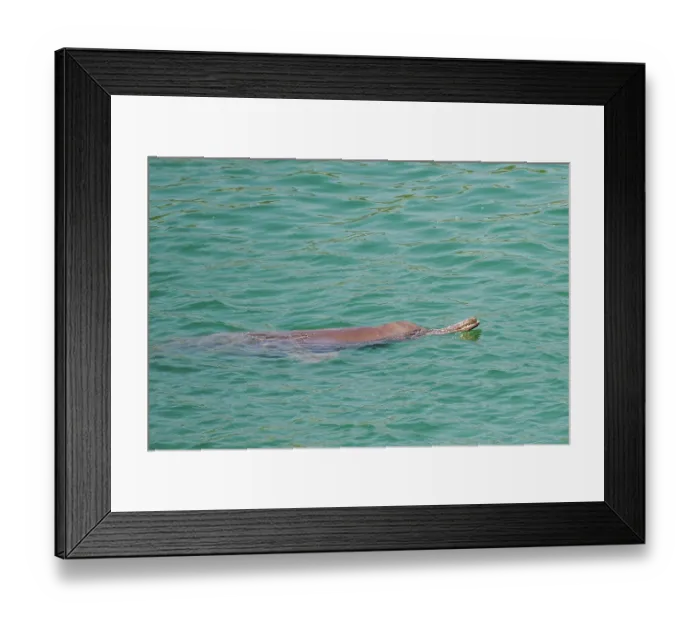 Framed Print : Ganges river dolphin (Platanista gangetica) coming to breathe at the surface, Karnali river, Bardiya National Park, Terai region, Nepal Framed Print : Ganges river dolphin (Platanista gangetica) coming to breathe at the surface, Karnali river, Bardiya National Park, Terai region, Nepal