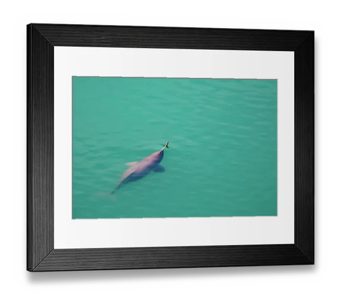 Framed Print : Ganges river dolphin (Platanista gangetica) coming to breathe at the surface, Karnali river, Bardiya National Park, Terai region, Nepal