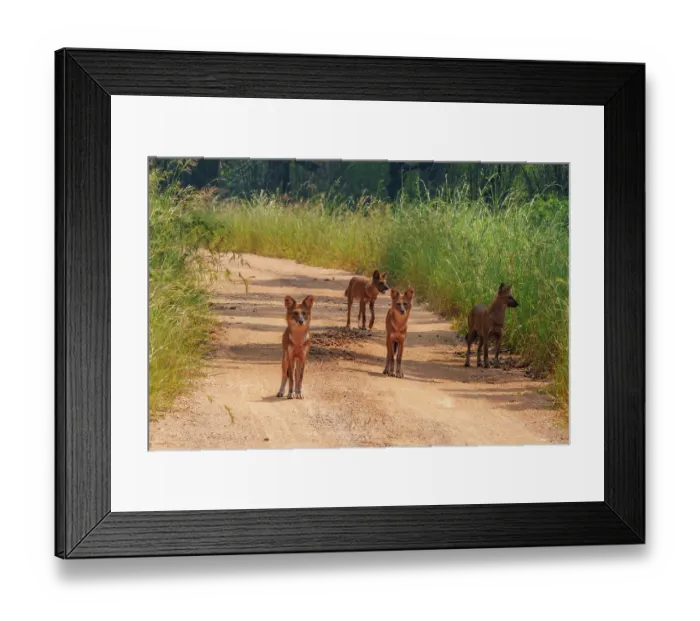 Framed Print : Dhole (Cuon alpinus) pack on dirt track, Tadoba Andhari Tiger Reserve, Tadoba National Park, Maharashtra, India. Endangered Framed Print : Dhole (Cuon alpinus) pack on dirt track, Tadoba Andhari Tiger Reserve, Tadoba National Park, Maharashtra, India. Endangered