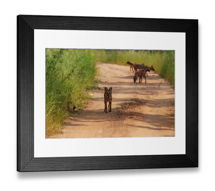 Framed Print : Dhole (Cuon alpinus) pack on dirt track, Tadoba Andhari Tiger Reserve, Tadoba National Park, Maharashtra, India. Endangered Framed Print : Dhole (Cuon alpinus) pack on dirt track, Tadoba Andhari Tiger Reserve, Tadoba National Park, Maharashtra, India. Endangered