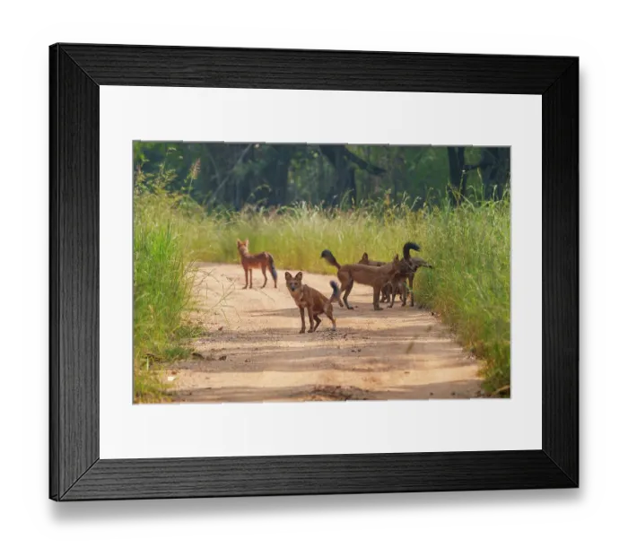 Framed Print : Dhole (Cuon alpinus) pack on dirt track, Tadoba Andhari Tiger Reserve, Tadoba National Park, Maharashtra, India. Endangered Framed Print : Dhole (Cuon alpinus) pack on dirt track, Tadoba Andhari Tiger Reserve, Tadoba National Park, Maharashtra, India. Endangered