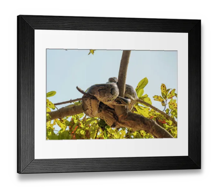 Framed Print : Indian python (Python molurus) resting in a tree near a waterhole, Bardiya National Park, Terai region, Nepal Framed Print : Indian python (Python molurus) resting in a tree near a waterhole, Bardiya National Park, Terai region, Nepal