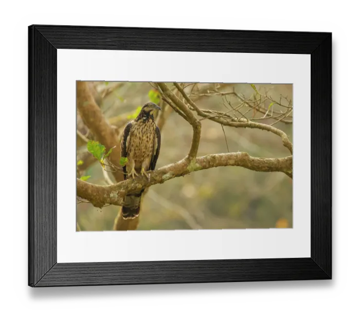 Framed Print : Crested hawk-eagle (Nisaetus cirrhatus) perched in a tree, Jim Corbett National Park, Uttarakhand, India Framed Print : Crested hawk-eagle (Nisaetus cirrhatus) perched in a tree, Jim Corbett National Park, Uttarakhand, India