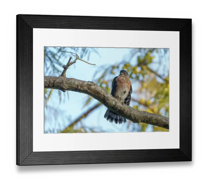 Framed Print : Shikra sparrowhawk (Accipiter badius) perched on a branch, Jim Corbett National Park, Uttarakhand, India Framed Print : Shikra sparrowhawk (Accipiter badius) perched on a branch, Jim Corbett National Park, Uttarakhand, India