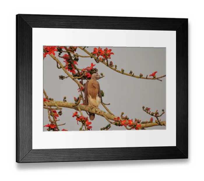 Framed Print : Grey-headed fish eagle (Haliaeetus ichthyaetus) perched in a tree above a river, Jim Corbett National Park, Uttarakhand, India