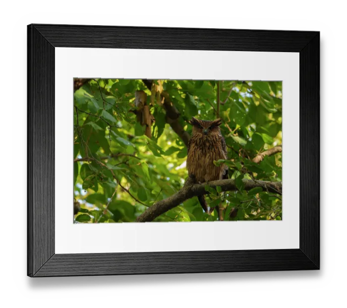 Framed Print : Brown fish owl (Ketupa zeylonensis) perched in a tree, Jim Corbett National Park, Uttarakhand, India