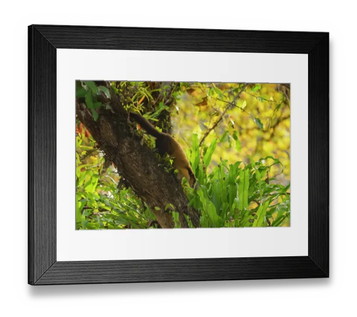 Framed Print : Yellow-throated marten (Martes flavigula) climbing down a leaning tree trunk, Jim Corbett National Park, Uttarakhand, India Framed Print : Yellow-throated marten (Martes flavigula) climbing down a leaning tree trunk, Jim Corbett National Park, Uttarakhand, India