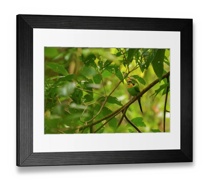 Framed Print : Long-tailed broadbill (Psarisomus dalhousiae) perched in a tree, Jim Corbett National Park, Uttarakhand, India Framed Print : Long-tailed broadbill (Psarisomus dalhousiae) perched in a tree, Jim Corbett National Park, Uttarakhand, India