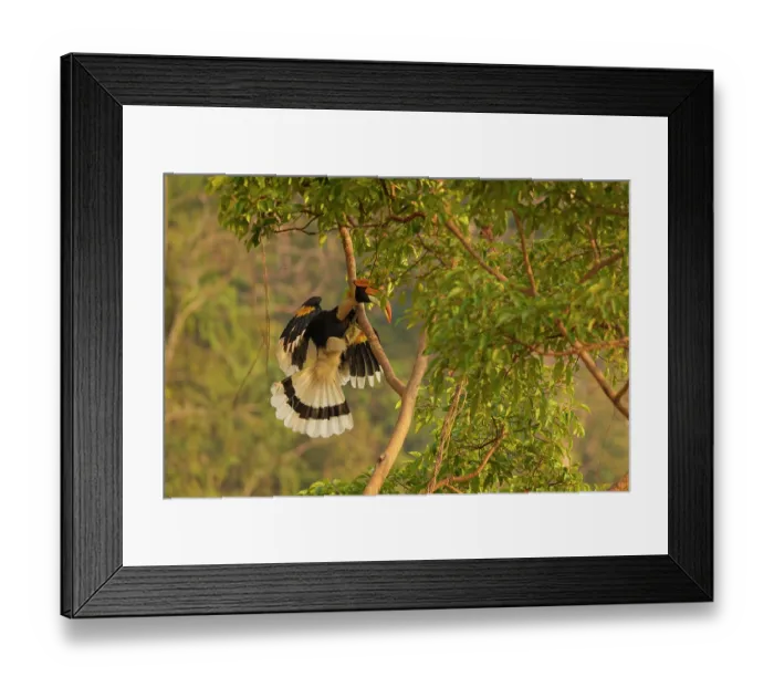 Framed Print : Great hornbill (Buceros bicornis) in flight, Jim Corbett National Park, Uttarakhand, India Framed Print : Great hornbill (Buceros bicornis) in flight, Jim Corbett National Park, Uttarakhand, India