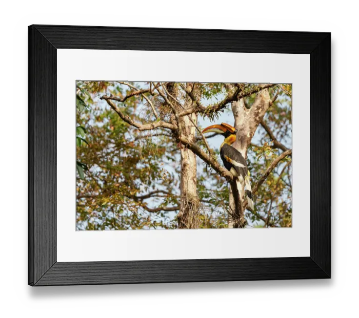 Framed Print : Great hornbill (Buceros bicornis) perched on a branch, Jim Corbett National Park, Uttarakhand, India Framed Print : Great hornbill (Buceros bicornis) perched on a branch, Jim Corbett National Park, Uttarakhand, India