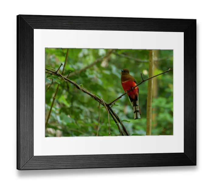 Framed Print : Red-headed trogon (Harpactes erythrocephalus) perched in the forest, Jim Corbett National Park, Uttarakhand, India Framed Print : Red-headed trogon (Harpactes erythrocephalus) perched in the forest, Jim Corbett National Park, Uttarakhand, India